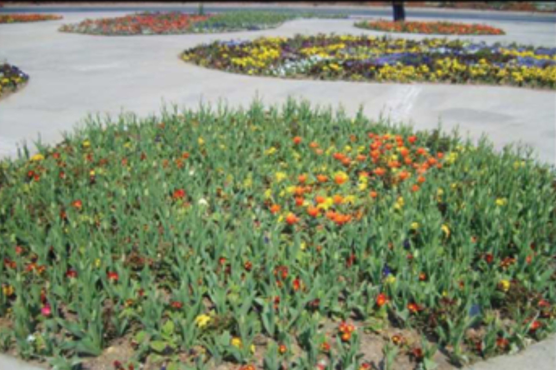 Maltepe - Bostancı Sahil Parkı Yapım İşi - 4